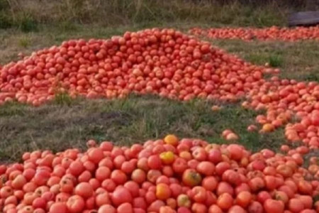 Productores de tomate en Corrientes siguen tirando su cosecha